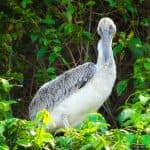 Los Haitises National Park Tour from Las Terrenas, Samaná. Half Day Trip. — Guided tour and outdoor activity